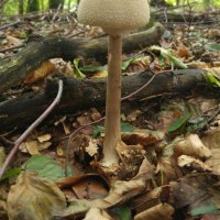 Sternschuppiger Riesenschirmling (Macrolepiota rhodosperma)
